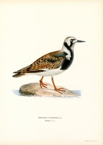 Ruddy Turnstone (renkli taş) by Magnus Ferdinand and Wilhelm von Wright