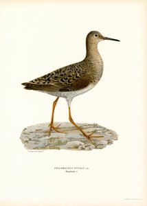 Ruff (renkli lito) by Magnus Ferdinand and Wilhelm von Wright