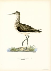 Sandpiper (renkli taş) by Magnus Ferdinand and Wilhelm von Wright