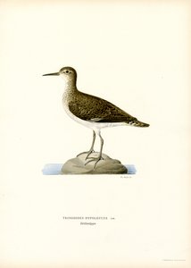Sandpiper (renkli taş) by Magnus Ferdinand and Wilhelm von Wright