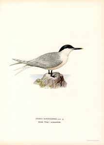 Sandviç Sumru (renkli taş) by Magnus Ferdinand and Wilhelm von Wright