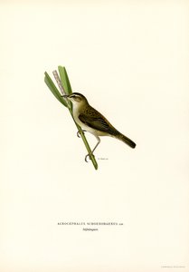 Sedge Warbler (renkli lito) by Magnus Ferdinand and Wilhelm von Wright
