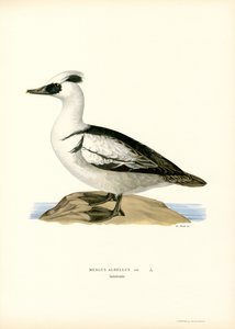 Smew (renkli lito) by Magnus Ferdinand and Wilhelm von Wright