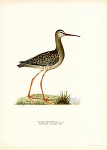 Benekli Redshank (renkli taş) by Magnus Ferdinand and Wilhelm von Wright