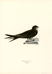 Swift (renkli taş) by Magnus Ferdinand and Wilhelm von Wright