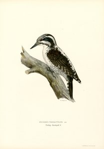 Üç parmaklı ağaçkakan (renkli taş) by Magnus Ferdinand and Wilhelm von Wright