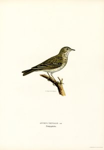 Ağaç İnciri (renkli lito) by Magnus Ferdinand and Wilhelm von Wright