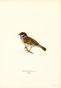 Ağaç Serçesi (renkli taş) by Magnus Ferdinand and Wilhelm von Wright