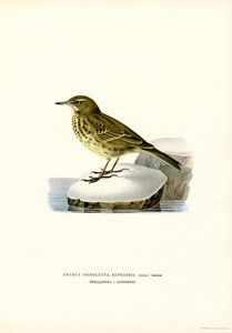 Su incir (renkli lito) by Magnus Ferdinand and Wilhelm von Wright