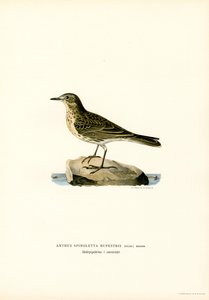 Su incir (renkli lito) by Magnus Ferdinand and Wilhelm von Wright