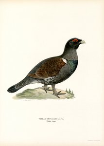 Batı Capercaillie (renkli taş) by Magnus Ferdinand and Wilhelm von Wright