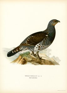 Batı Capercaillie (renkli taş) by Magnus Ferdinand and Wilhelm von Wright