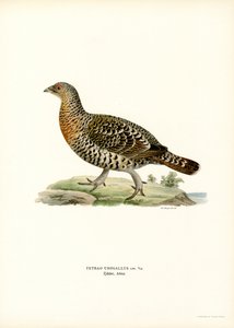 Batı Capercaillie (renkli taş)