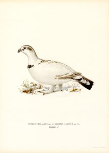 Batı Capercaillie x Söğüt Ptarmigan (renkli taş) by Magnus Ferdinand and Wilhelm von Wright