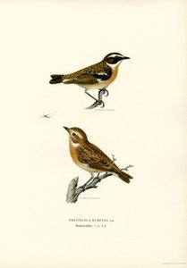 Whinchat (renkli lito) by Magnus Ferdinand and Wilhelm von Wright