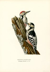 Beyaz sırtlı ağaçkakan (renkli taş) by Magnus Ferdinand and Wilhelm von Wright