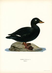 Beyaz kanatlı Scoter (renkli taş) by Magnus Ferdinand and Wilhelm von Wright