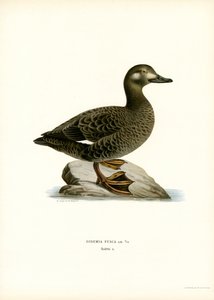 Beyaz kanatlı Scoter (renkli taş) by Magnus Ferdinand and Wilhelm von Wright