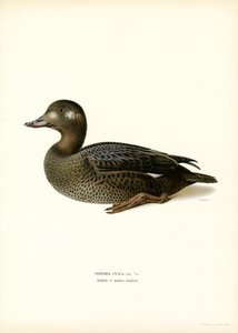 Beyaz kanatlı Scoter (renkli taş) by Magnus Ferdinand and Wilhelm von Wright