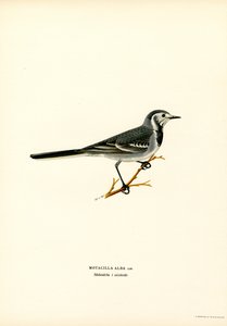 Beyaz Kuyruksallayan (renkli taş) by Magnus Ferdinand and Wilhelm von Wright