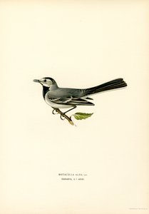 Beyaz Kuyruksallayan (renkli taş) by Magnus Ferdinand and Wilhelm von Wright