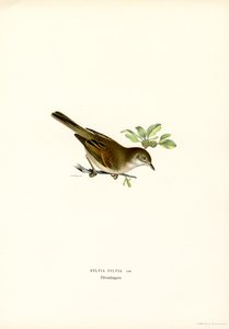 Whitethroat (renkli taş) by Magnus Ferdinand and Wilhelm von Wright