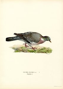 Ahşap Güvercin (renkli taş) by Magnus Ferdinand and Wilhelm von Wright