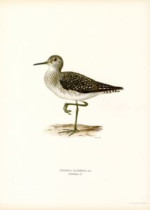 Ahşap Sandpiper (renkli lito) by Magnus Ferdinand and Wilhelm von Wright