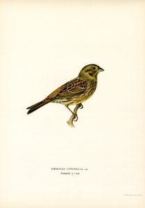 Sarı Kiraz Kuşu (renkli taş) by Magnus Ferdinand and Wilhelm von Wright