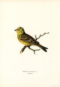Sarı Kiraz Kuşu (renkli taş) by Magnus Ferdinand and Wilhelm von Wright