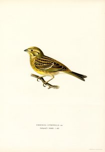 Sarı çekiç (Emberiza citrinella) (renkli taş) by Magnus Ferdinand and Wilhelm von Wright