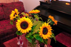 Kolombiya'daki And Dağları'ndan Parlak Sarı Ayçiçekleri veya Helianthus Annuus Bogota Şehrindeki Bir Evi Süslüyor by Mano Chandra Dhas