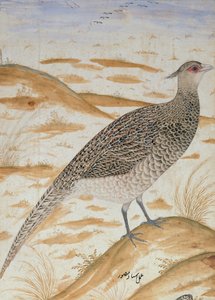 Himalaya tezahürat sülün, Jahangir Dönemi, Babür, c.1620 (suluboya)