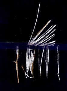  by Marco Campedelli