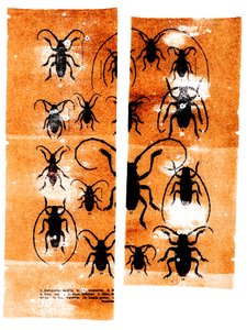  by Marco Campedelli