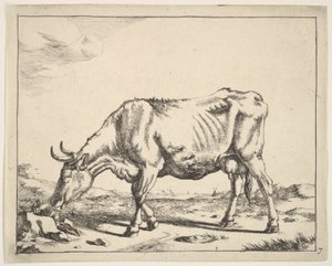 İnek, Paulus Potter