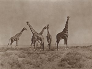Kenya ovalarında