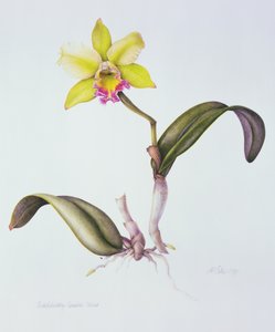 Brassolaeliocattleya Greenwich, Elmhurst (kağıt üzerine sulu boya) by Margaret Ann Eden