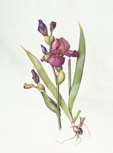 İris (kağıt üzerine sulu boya) by Margaret Ann Eden