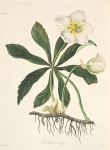 Kara Hellebore veya Noel Gülü, Mevsimlerin Çiçek Resimleri, pub