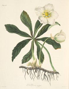 Kara Hellebore veya Noel Gülü, Mevsimlerin Çiçek Resimleri, pub