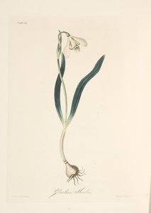 Mevsimlerin Çiçek Çizimlerinden Ortak Kardelen, pub. 1829 (el renkli gravür) by Margaret Roscoe