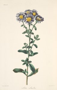 İtalyan Aster, Mevsimlerin Çiçek Çizimlerinden, pub. 1829 (el renkli gravür) by Margaret Roscoe