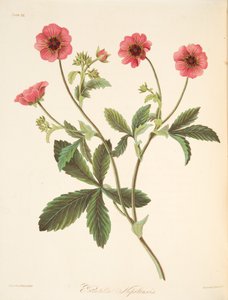 Nipal Potentilla, Mevsimlerin Çiçek Resimleri, pub