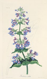 Ovat yapraklı Penstemon, Mevsimlerin Çiçek Çizimlerinden, pub. 1829 (el renkli gravür) by Margaret Roscoe