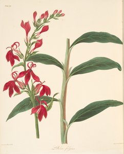 Refulgent Lobelia, Mevsimlerin Çiçek Resimleri, pub