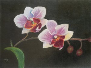Yatak odamda orkide, 2020 (pastel) by Margo Starkey