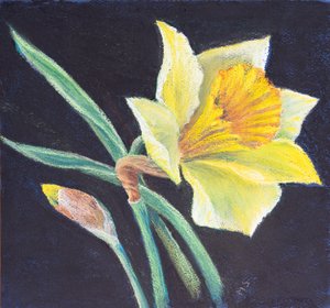 Nergisin güzelliği, 2021 (pastel) by Margo Starkey