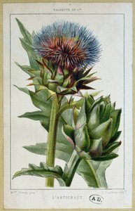 Enginar, botanik tabak, E. Fraillery tarafından oyulmuş by Marguerite Buret