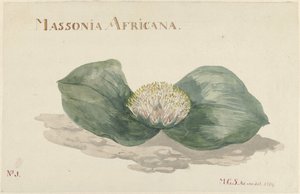 Bloem Massonia Afrika MASSONIA AFRICANA (nesne üzerindeki başlık) by Maria Geertruida Barbiers Snabilié